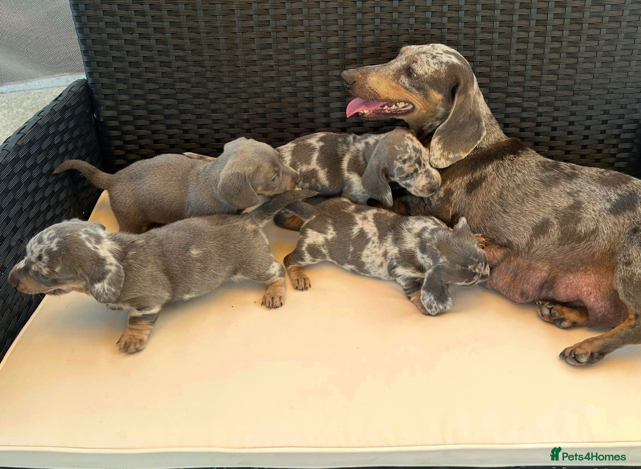 Miniature Dachshund dogs Miniature Dachshund Puppies - Advert 1