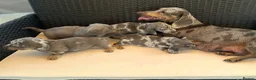 Miniature Dachshund dogs for sale: Miniature Dachshund Puppies - Advert 1