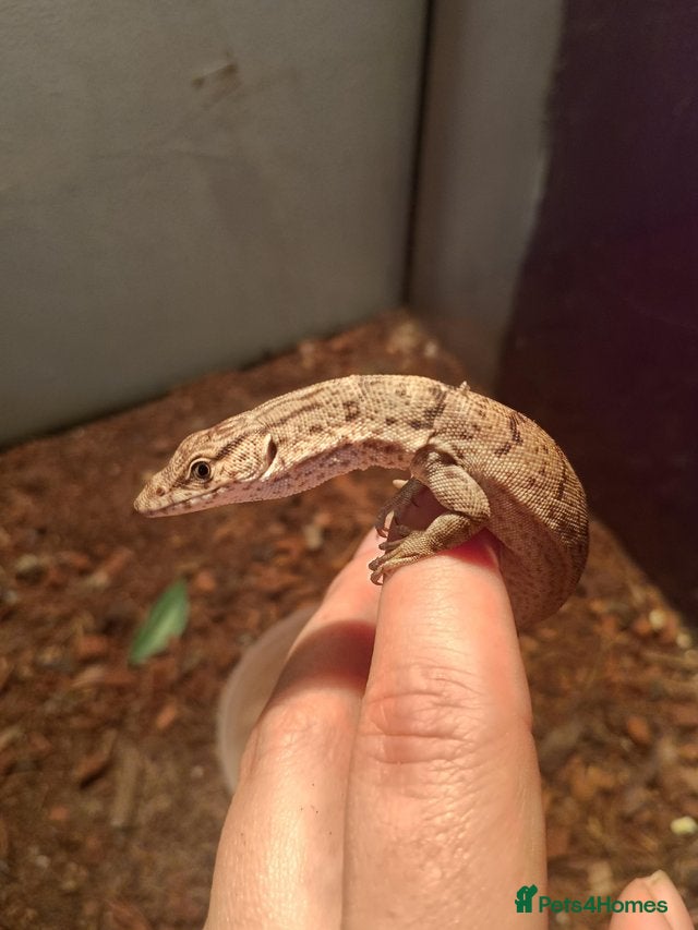 Lizard reptiles male Pygmy mulga monitor - Advert 2