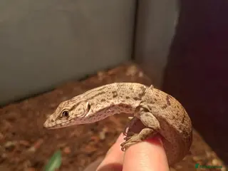 Lizard reptiles male Pygmy mulga monitor - Advert 2