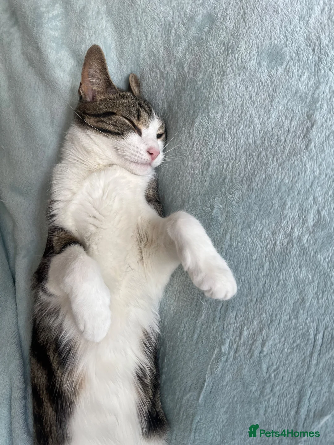 Mixed Breed cats for sale: Mother & Kitten to go together - Advert 7