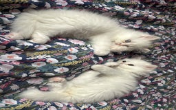 Persian cats for sale: Pure Persian baby's looking lovely home   - Image 6