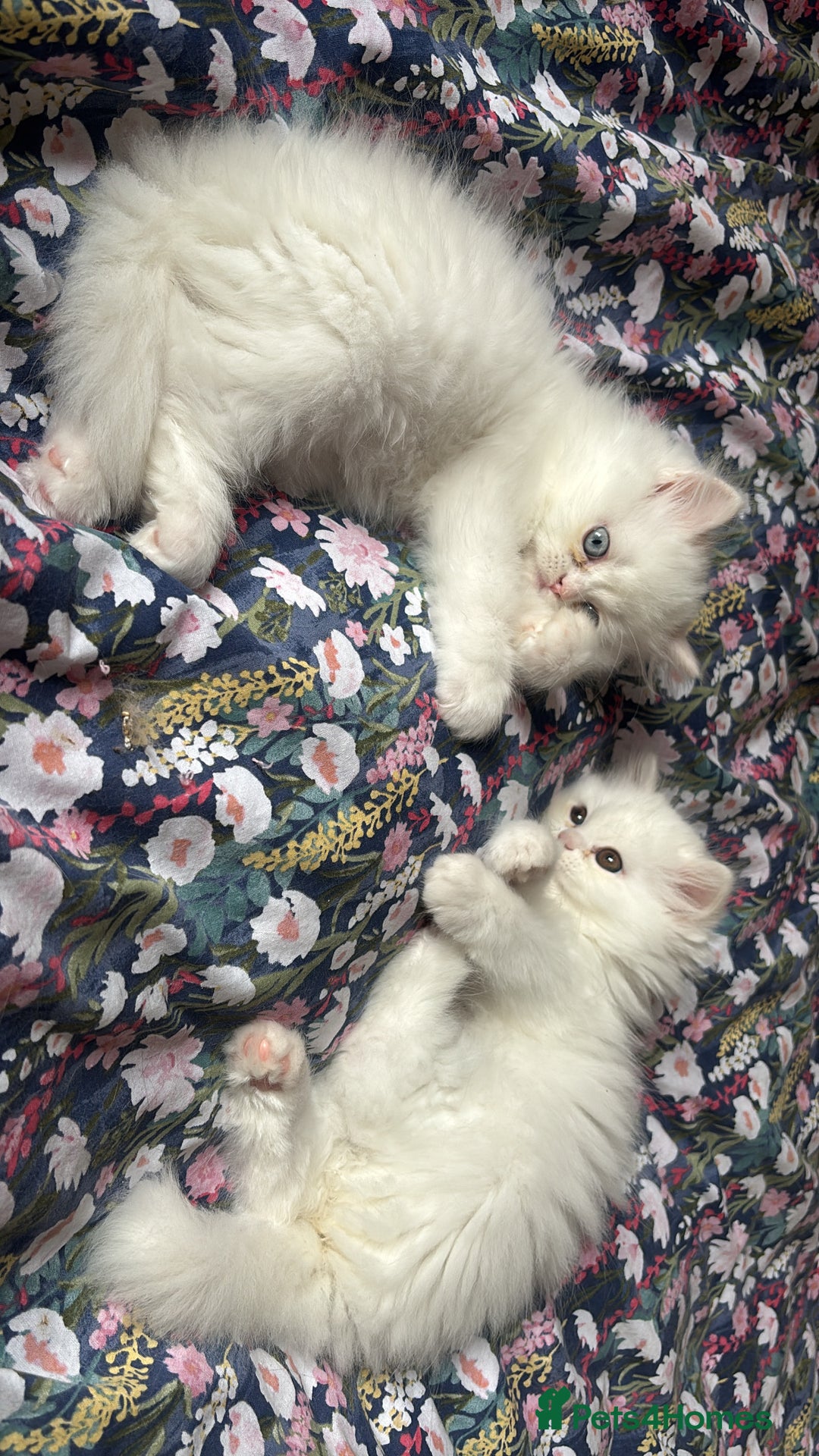 Persian cats for sale: Pure Persian baby's looking lovely home   - Image 6