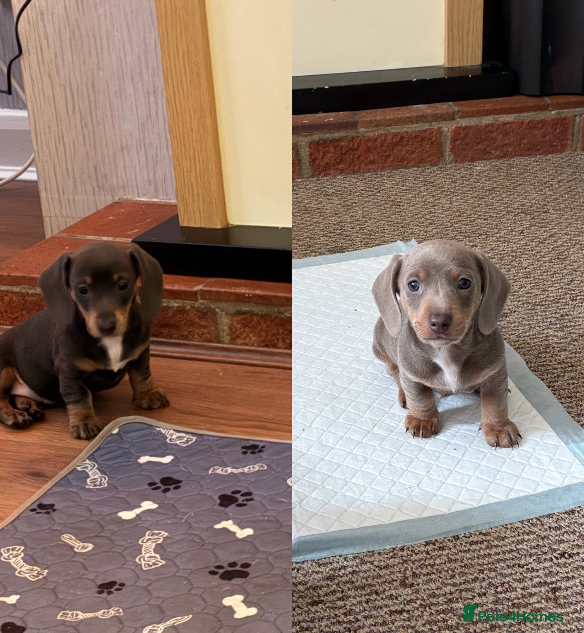 Miniature Dachshund dogs **ONLY 2 REMAINING** READY TO LEAVE - Advert 1