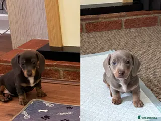 Miniature Dachshund dogs **ONLY 2 REMAINING** READY TO LEAVE - Advert 3