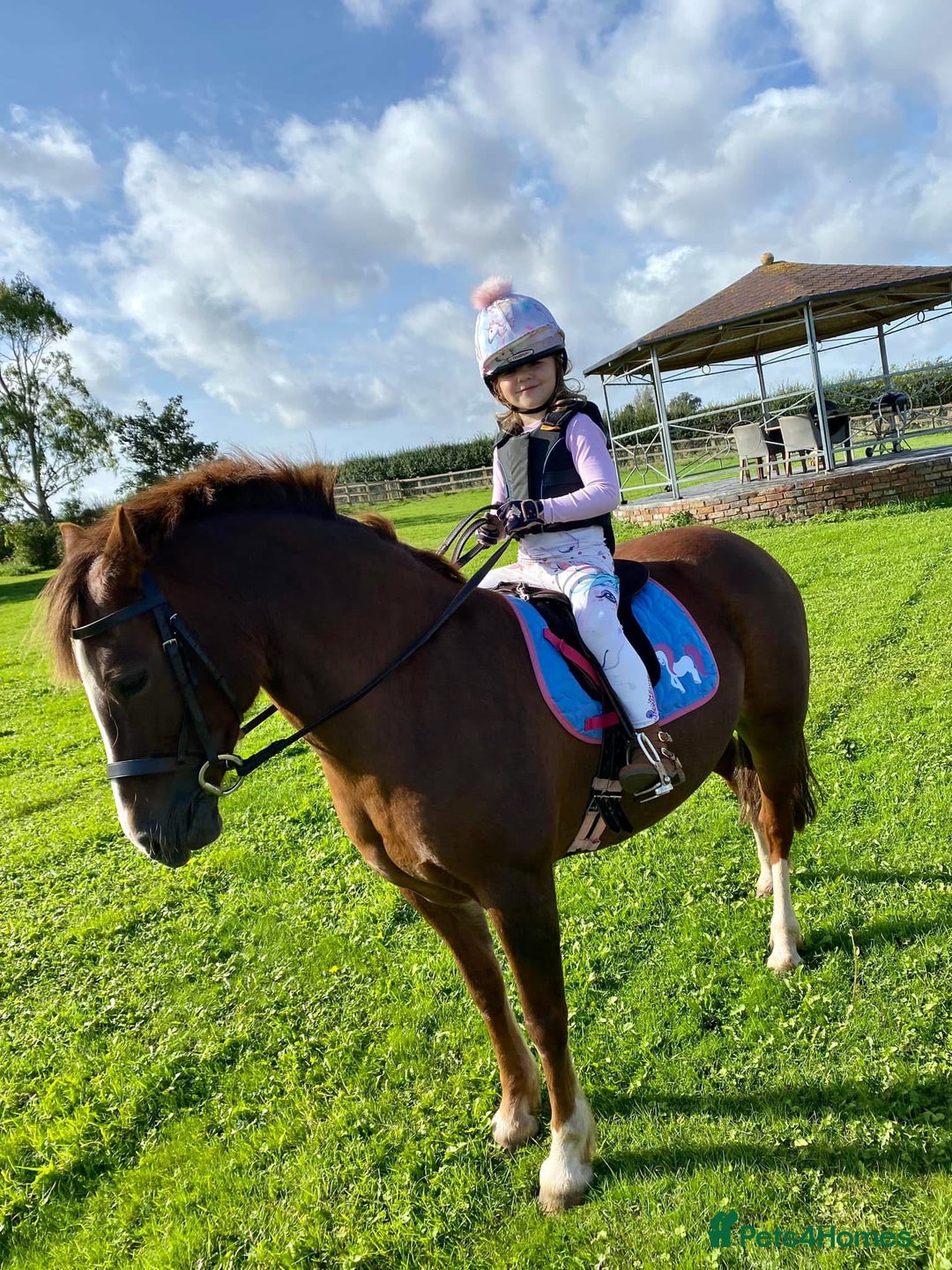 Welsh Section B horses for sale: Welsh part bred lead rein / confident first ridden - Advert 10