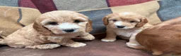 Cavapoo dogs for sale: Beautiful Cavapoo puppies  - Advert 6