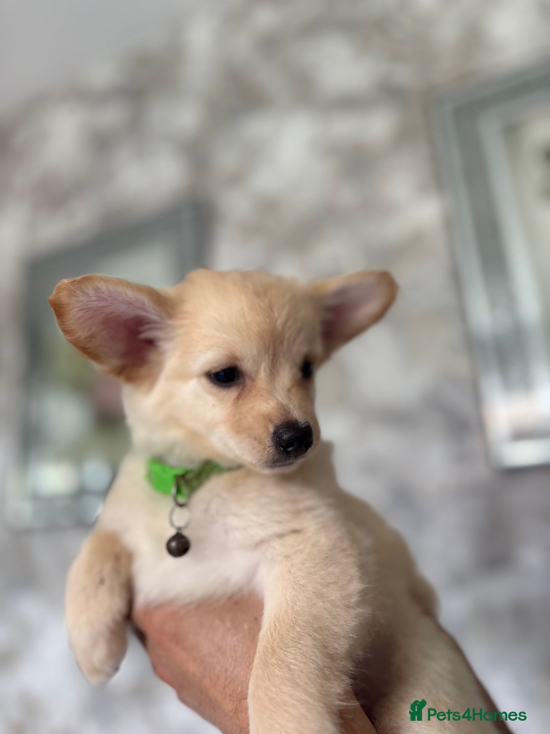 Chihuahua dogs for sale: Chihuahua x Italian volpino (5 puppies left ) 🏆 - Image 26