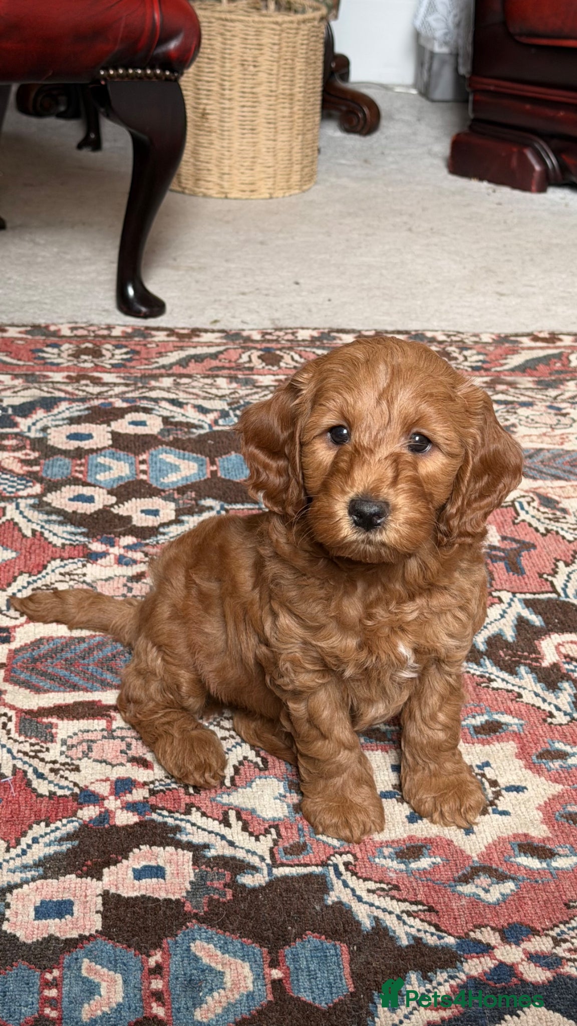 Cockapoo dogs Gorgeous F1B Tan Boy  - Advert 2