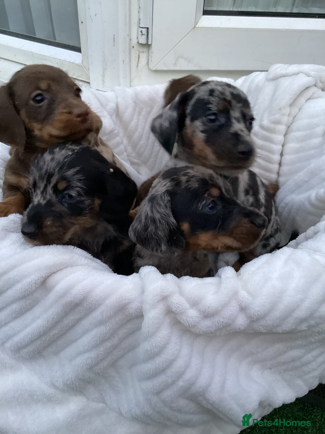 Dachshund dogs for sale: Dachshund puppies - Image 13
