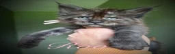Maine Coon cats for sale: 9 STUNNING BLACK SMOKE MAINE COON CUBS  - Advert 6