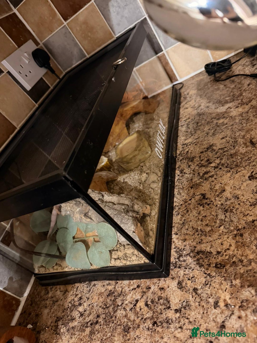 Leopard Gecko reptiles for sale: Leopard Gecko  - Advert 3