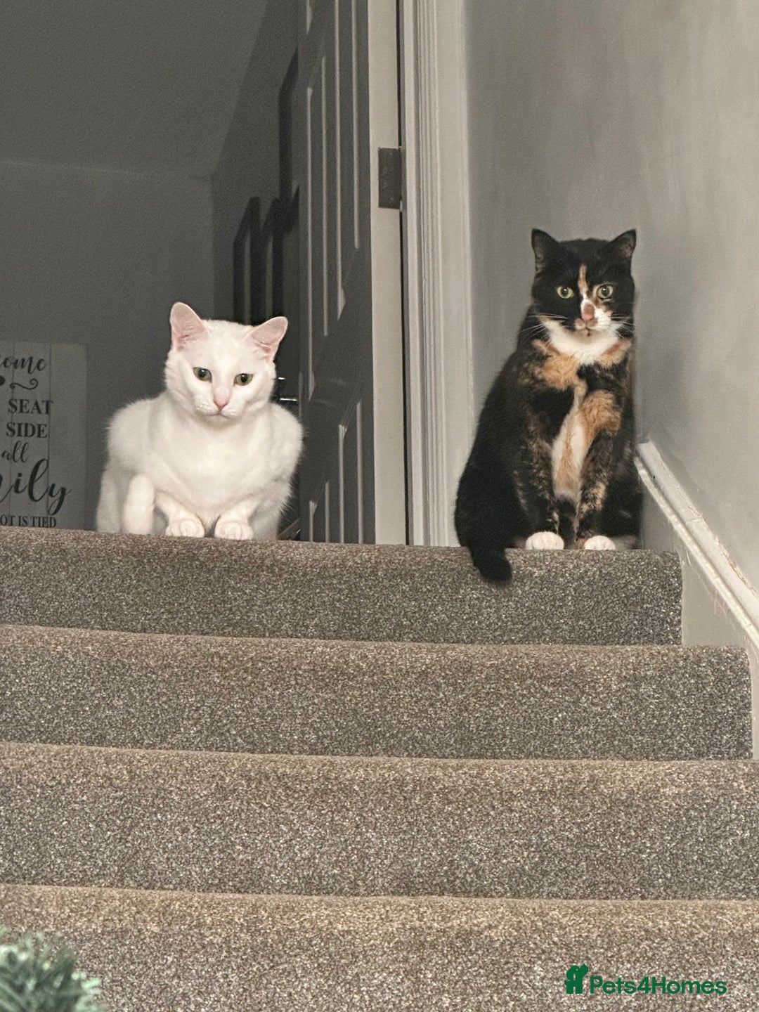 Mixed Breed cats for sale: Two sisters in need of new home  - Image 2