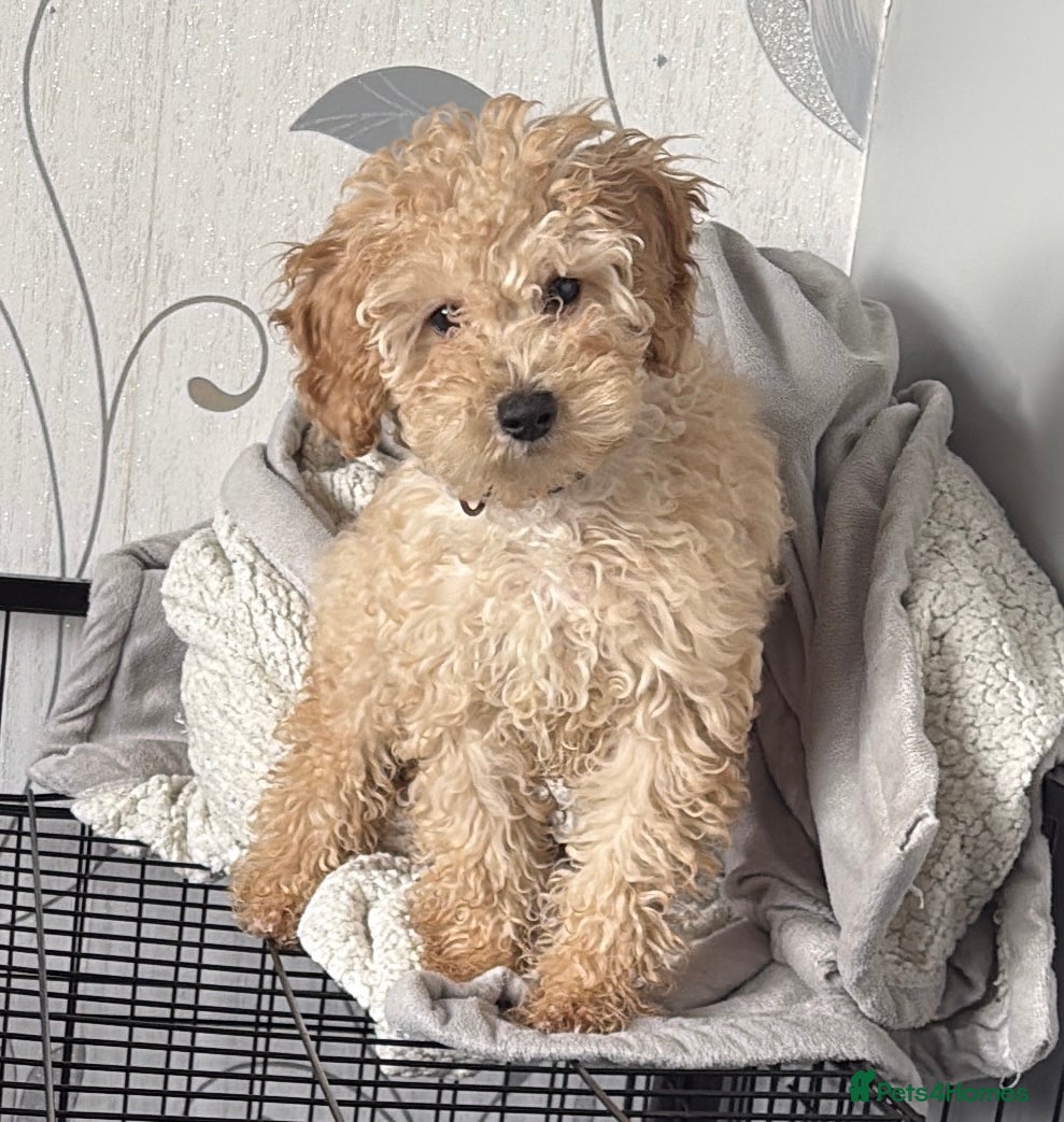 Cavapoochon dogs Cavapoochon pup - Advert 8