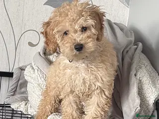 Cavapoochon dogs Cavapoochon pup - Advert 8