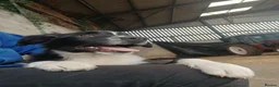 Border Collie dogs for sale: 3 bitch border collies 12 weeks old - Advert 7