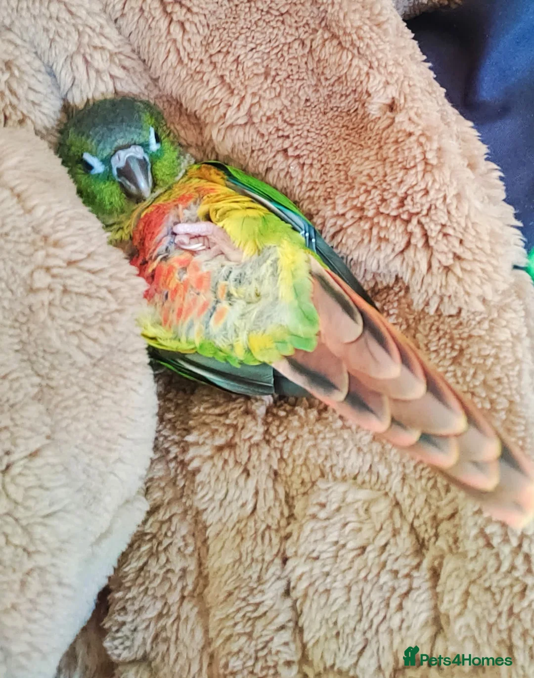 Conures birds for sale: Baby greencheek conure chicks - Advert 4