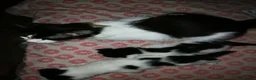 Maine Coon cats for sale: 🐱🐱 Kittens Available🐱🐱  - Advert 9