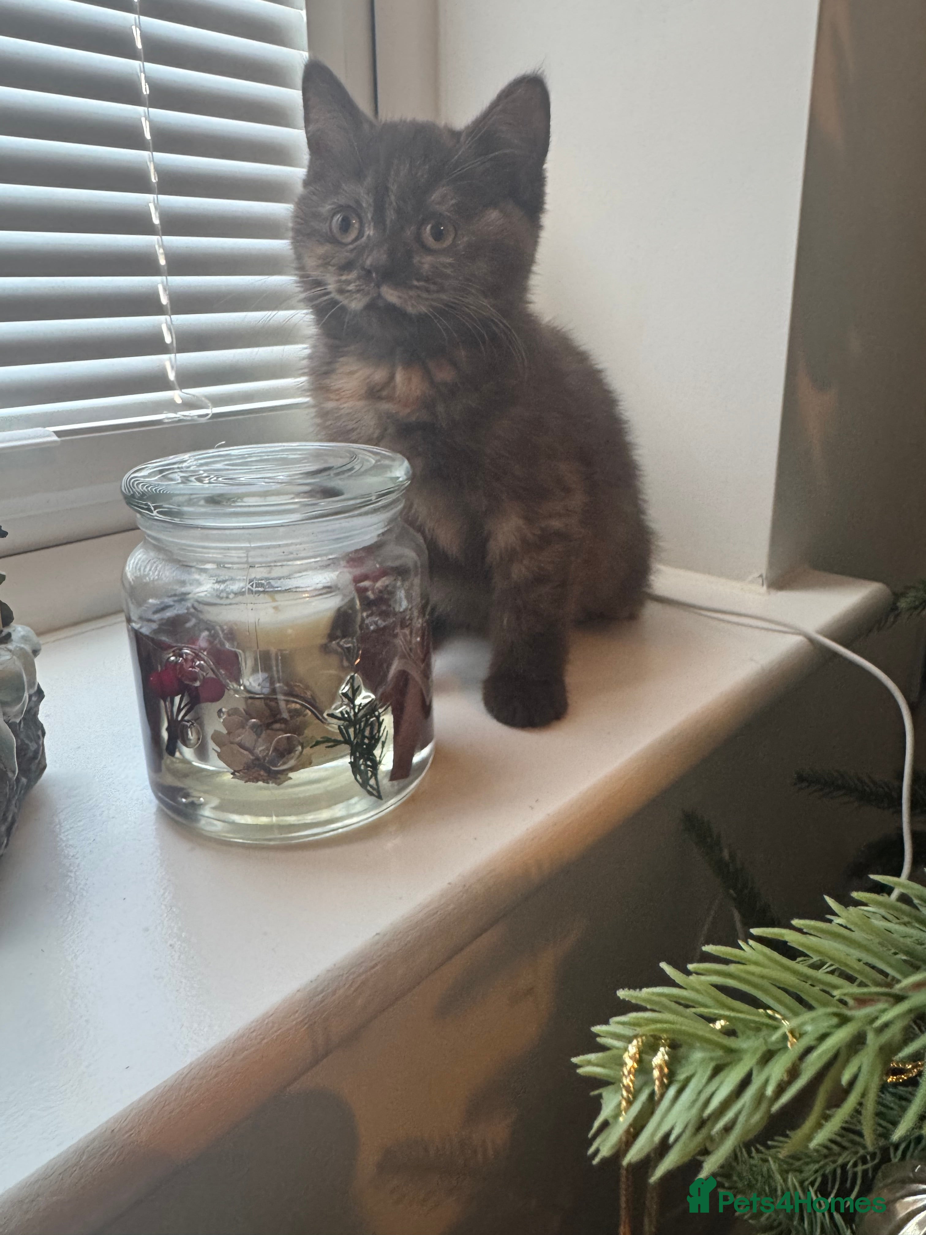 British Shorthair cats Gccf British Shorthair Kitten last girl available - Advert 7