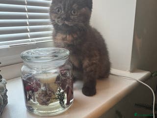 British Shorthair cats Gccf British Shorthair kitten READY NOW - Advert 12