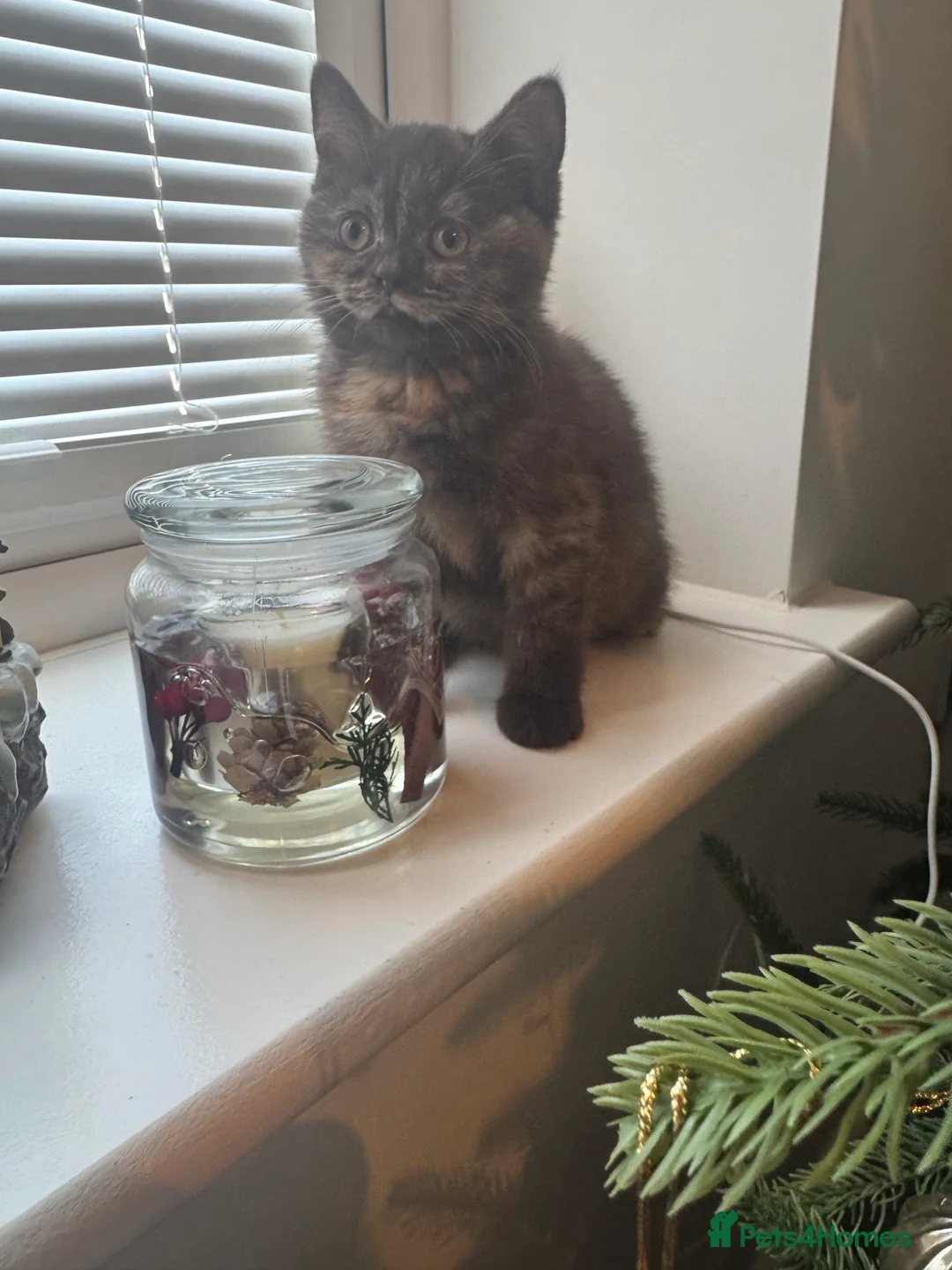 British Shorthair cats for sale: Gccf British Shorthair kitten READY NOW - Advert 1