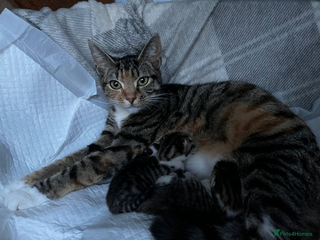 Mixed Breed cats for sale: 6 beautiful kittens (3 male, 3 females) for sale - Image 19
