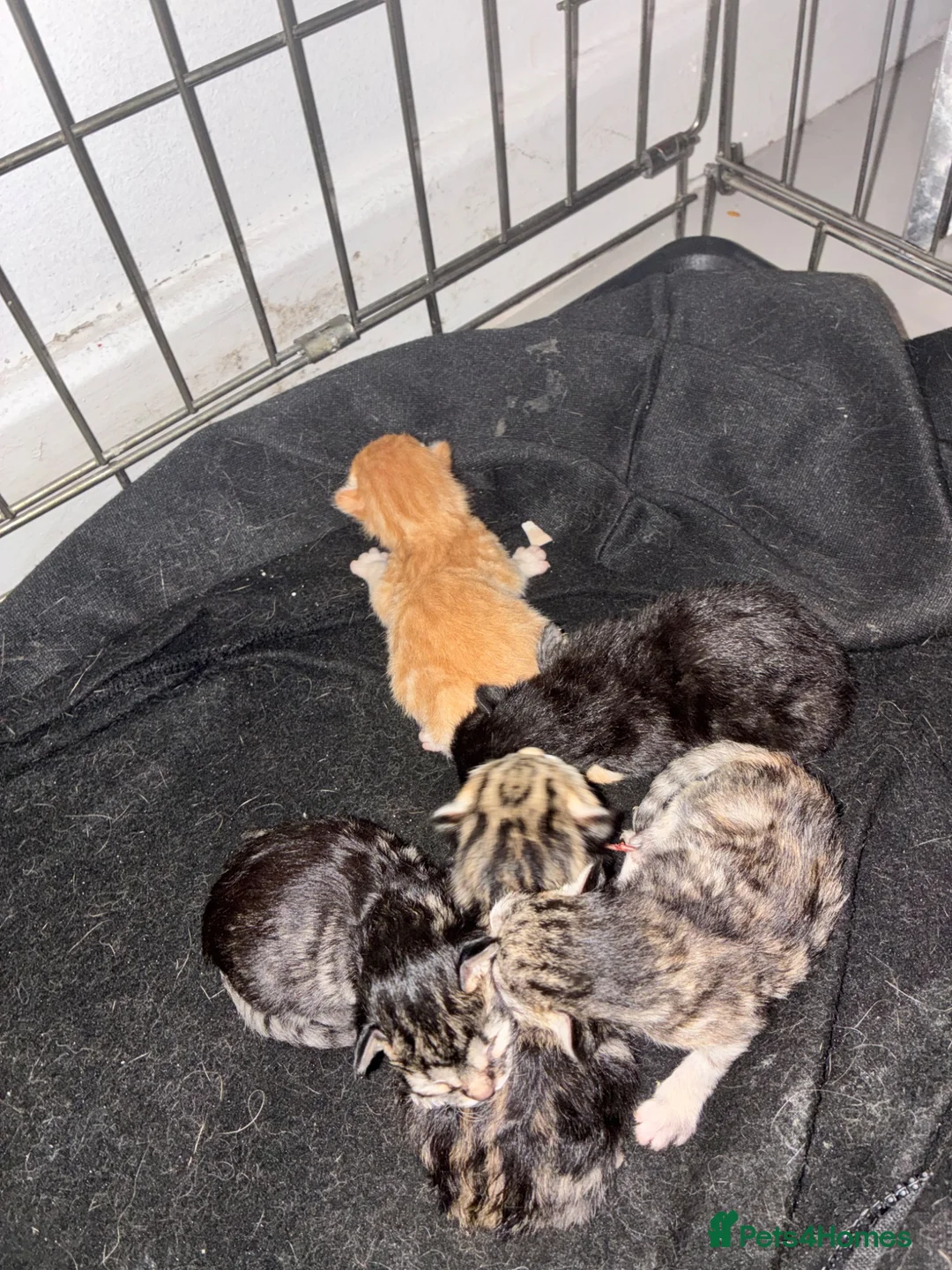 Mixed Breed cats for sale: 5 beautiful kittens  - Advert 2