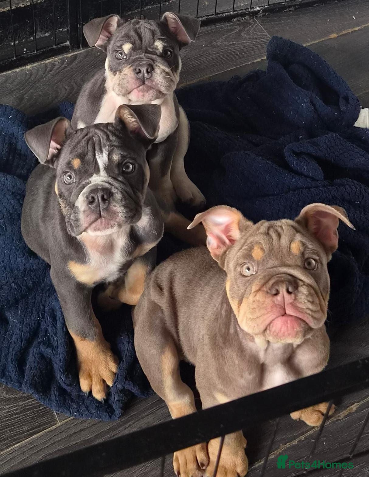 English Bulldog dogs READY TO LEAVE KC REG BLUE TRI ENGLISH BULLDOGS  - Advert 1