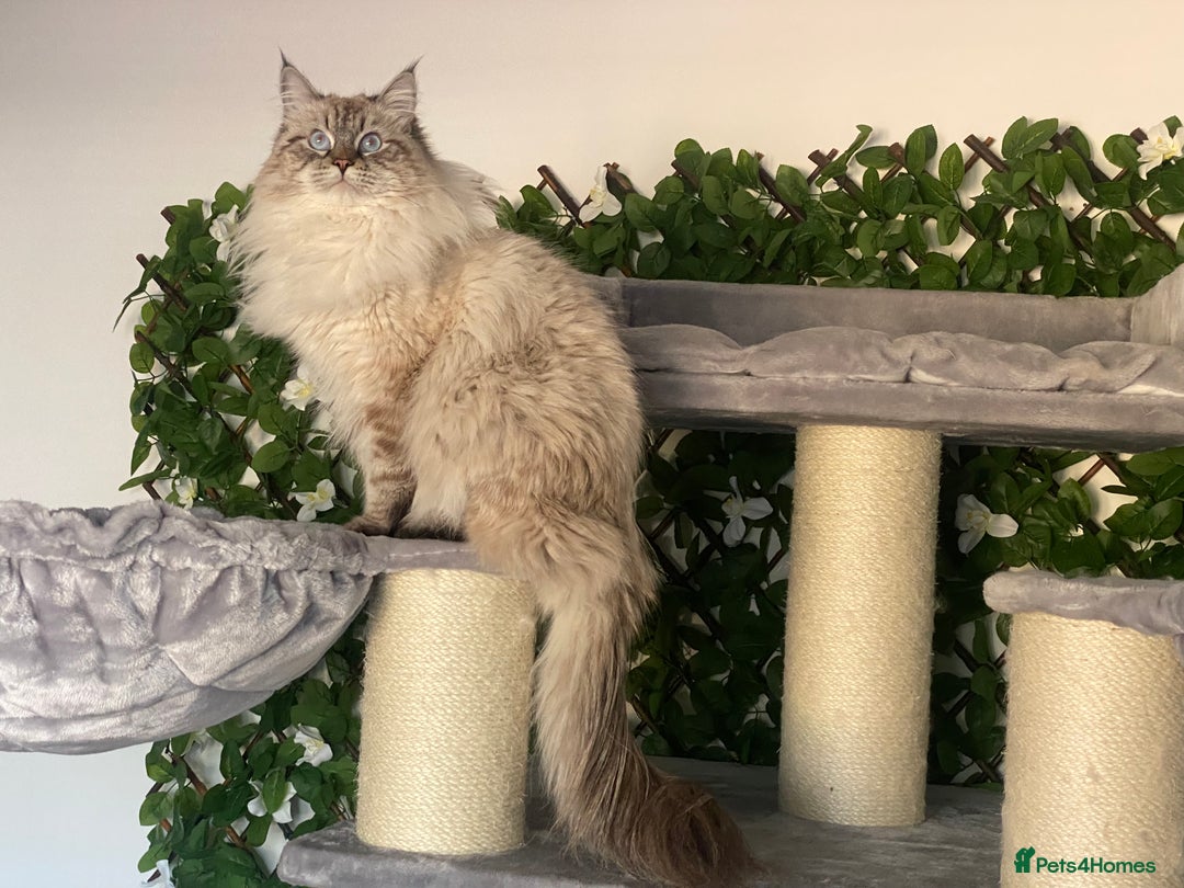Siberian cats for sale: 🌓Word Champion Grandfather 🌖 - Advert 15