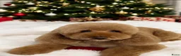 Cavapoo dogs for sale: Quality true mini Cavapoo pups DNA tested parents. - Advert 10