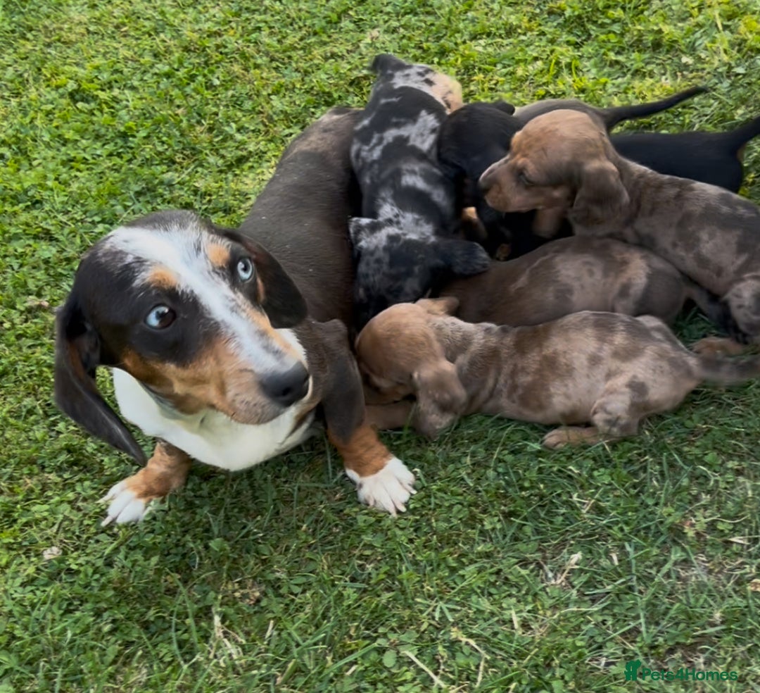Dachshund dogs for sale: Gorgeous dachshund puppies - Image 13