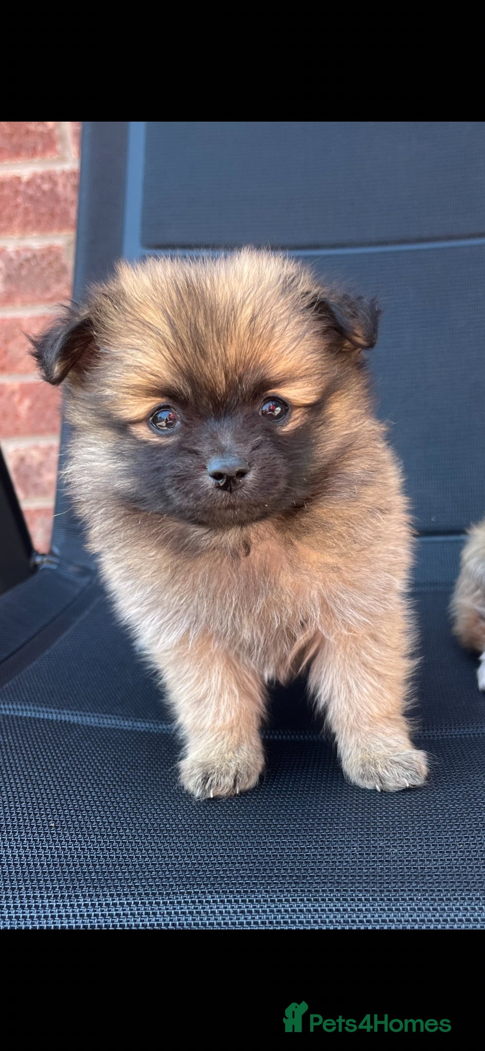 Pomeranian dogs for sale: Pomeranian puppies in Ledbury - Advert 3