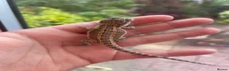 Bearded Dragon reptiles for sale: Super friendly bearded dragons - Advert 9