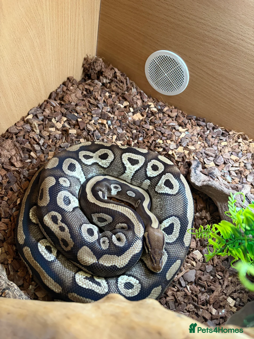 Python Snake reptiles for sale: 5 year old female Royal Python  in Gloucester - Advert 1