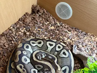 Python Snake reptiles 5 year old female Royal Python - Advert 9