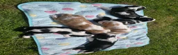 Cavalier King Charles Spaniel dogs for sale: MRI scanned parents fullY health tested - Advert 26