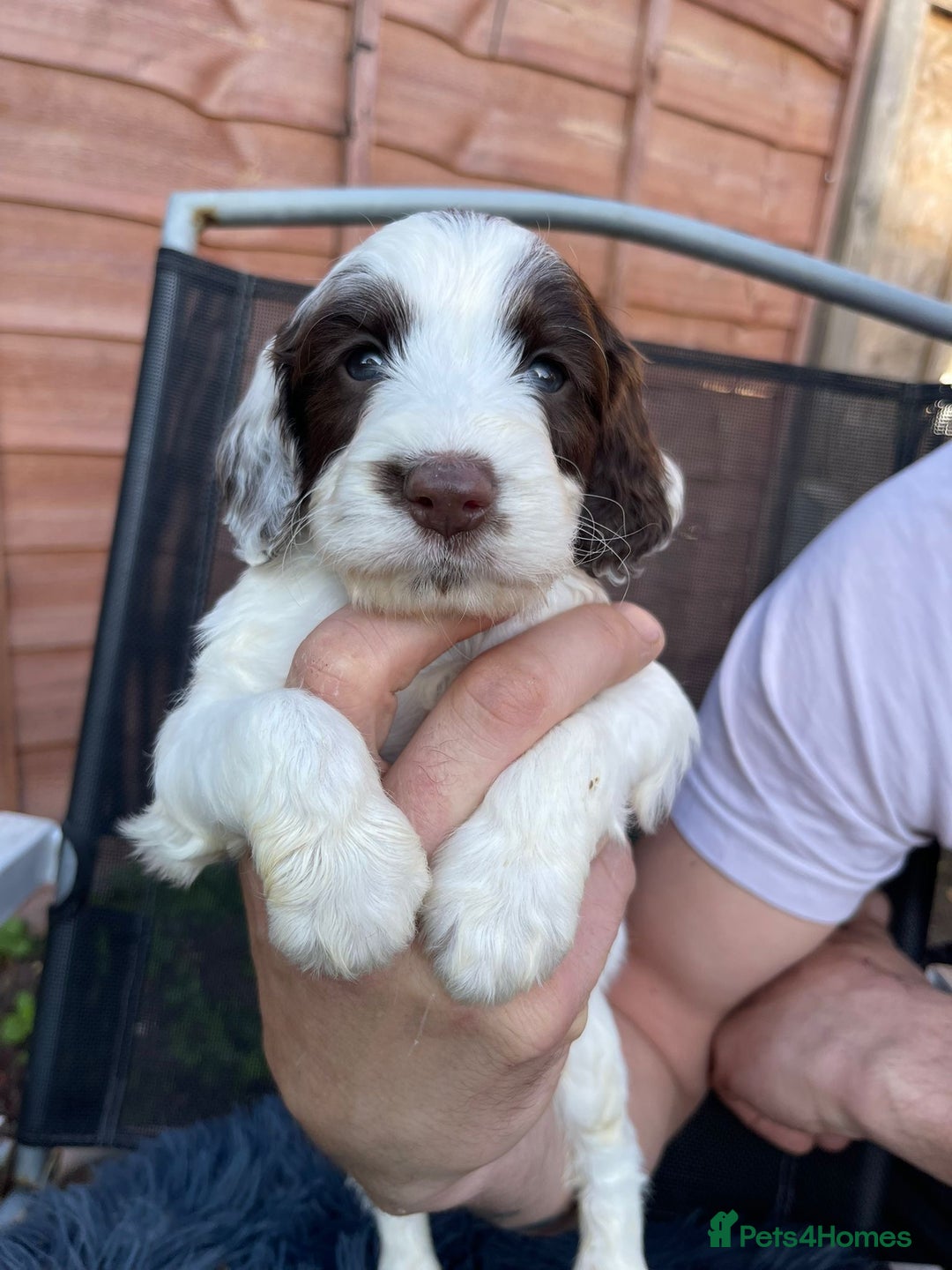 Cockapoo dogs for sale: Adorable Cockerpoo Puppies Ready - Image 26