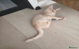 Maine Coon cats for sale: Stunning Quality Tica shaded lines - Image 33
