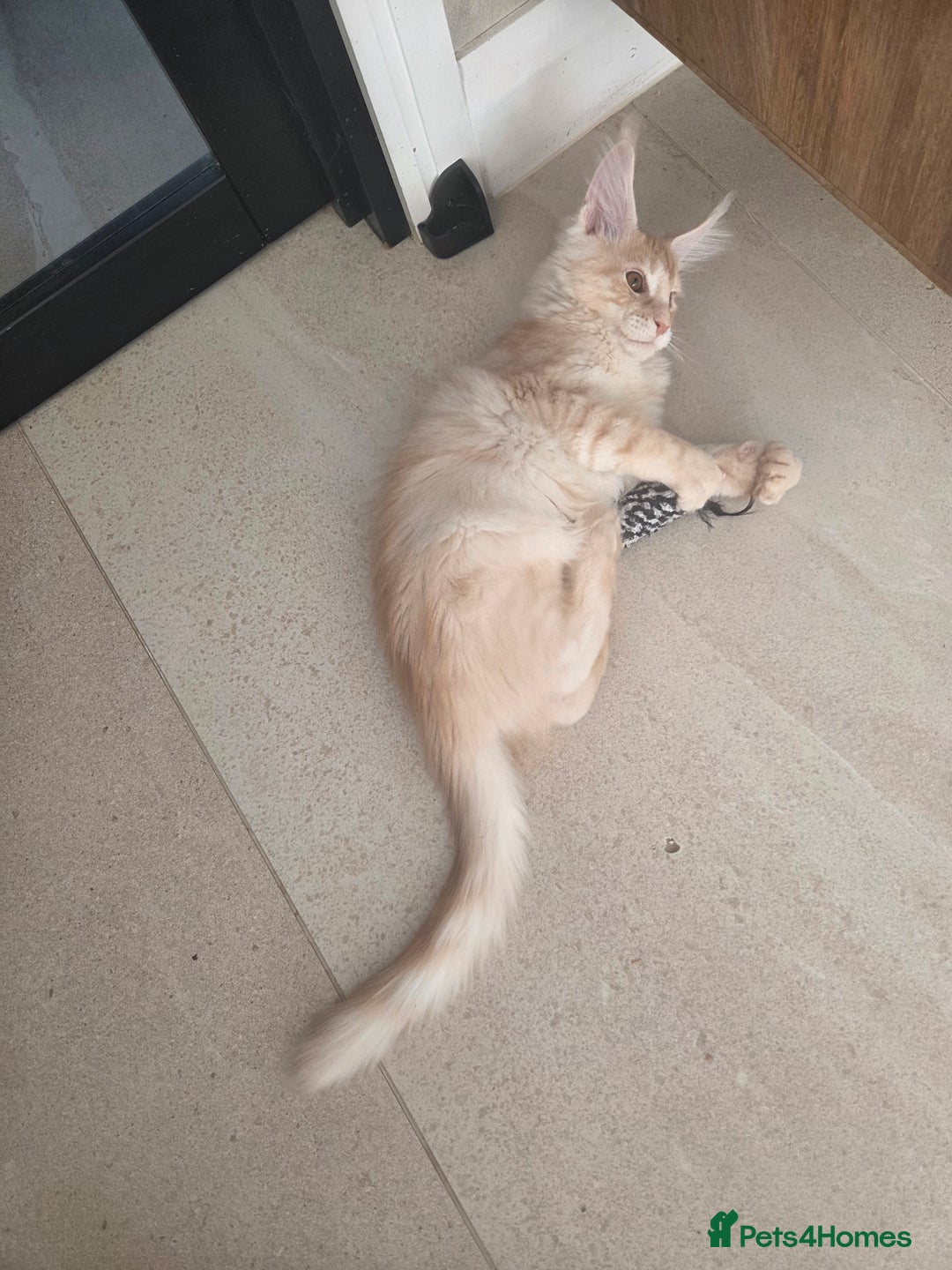 Maine Coon cats for sale: Stunning Quality Tica shaded lines - Image 33
