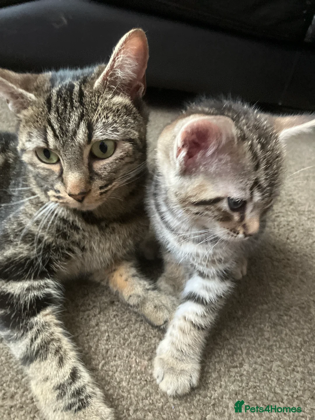 American Shorthair cats for sale: One male kitten - Advert 2