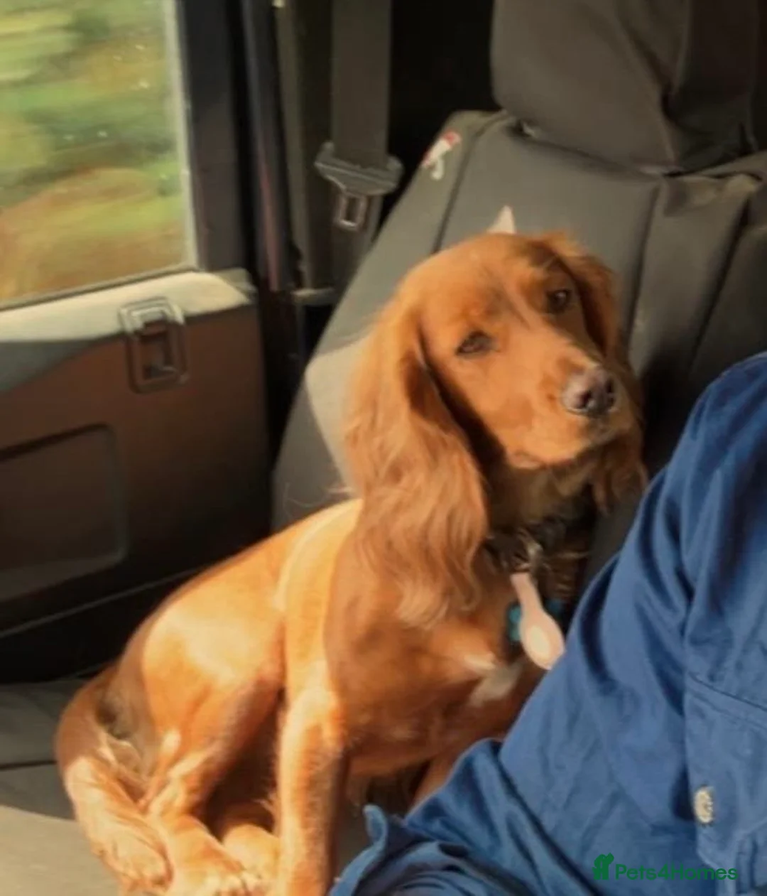 Cocker Spaniel dogs for sale: KC registered Cocker spaniel  - Advert 2