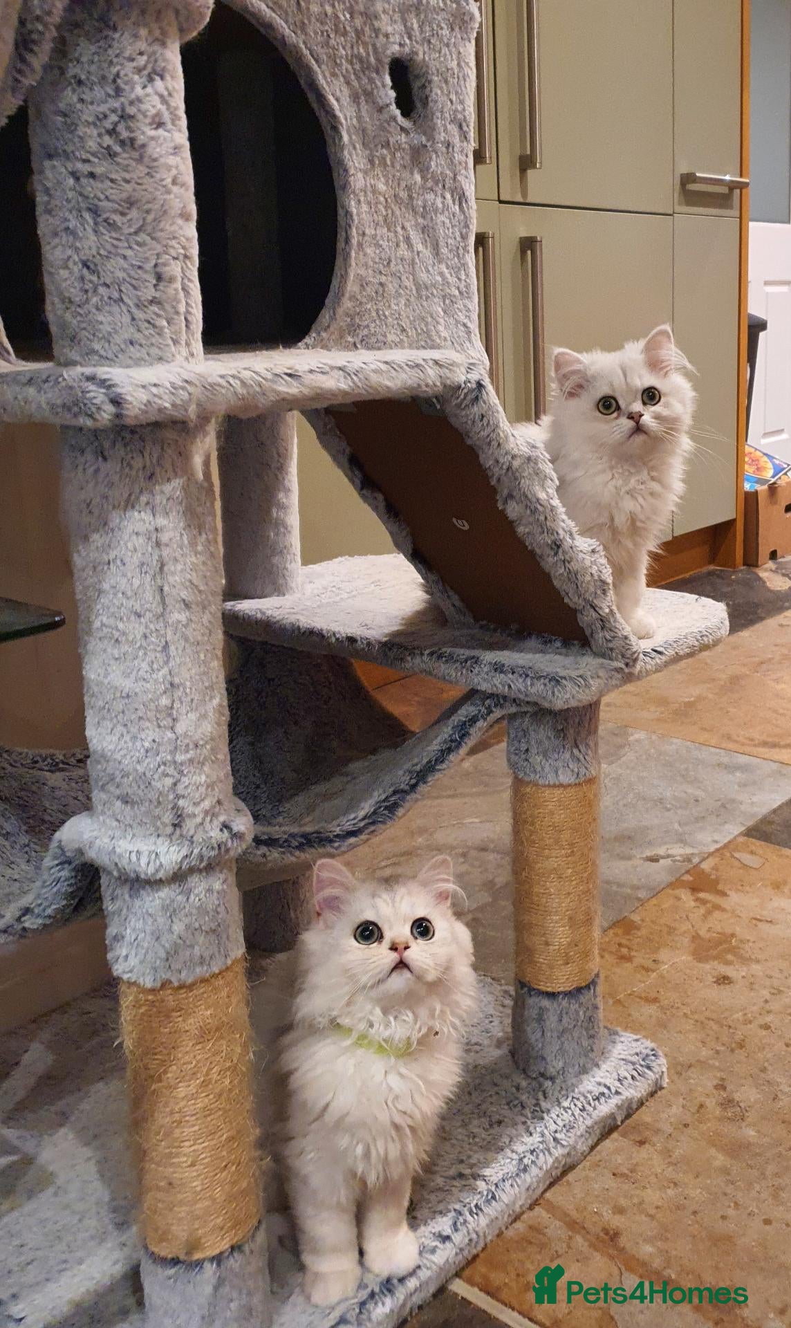 Persian cats 💖Beautiful Pedigree Chinchilla Persian Kittens.  - Advert 2