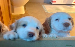 Clumber Spaniel dogs for sale: KC Working Clumber Spaniel - 2 boys available  - Image 5