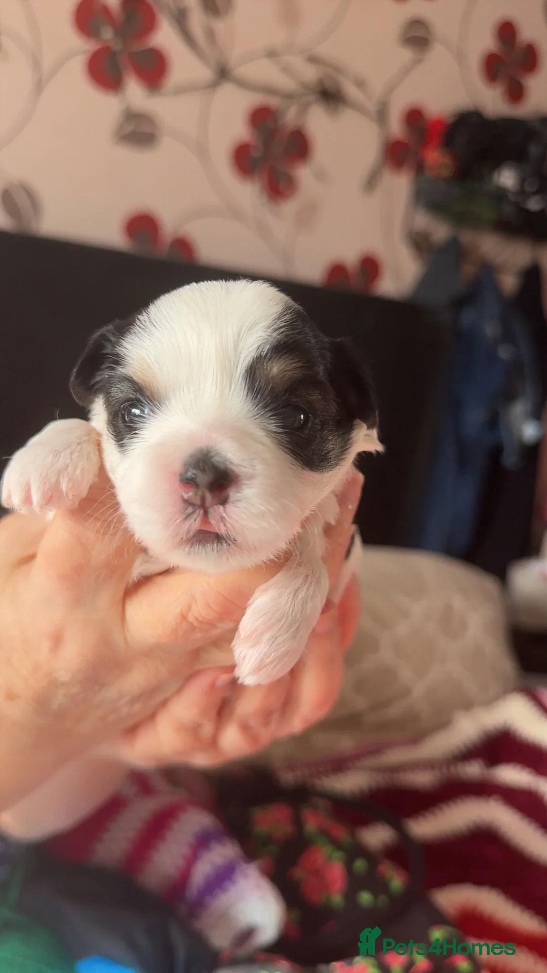 Morkie dogs for sale: Morkie Puppies - Advert 8