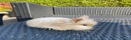Angora rabbits for sale: Mixed, angora and a Teddywidder £70 - Advert 7