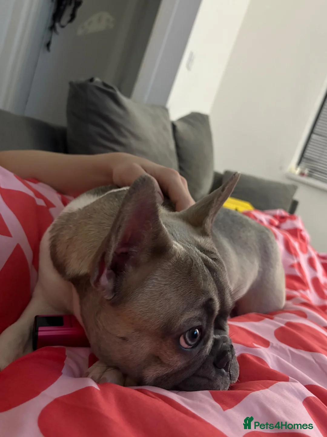 French Bulldog dogs for sale: Fluffy French bulldog  - Advert 7
