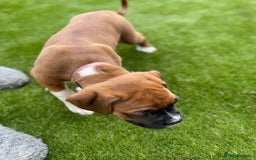 Boxer dogs for sale: A Second Chance for a Gentle Boxer - Advert 12