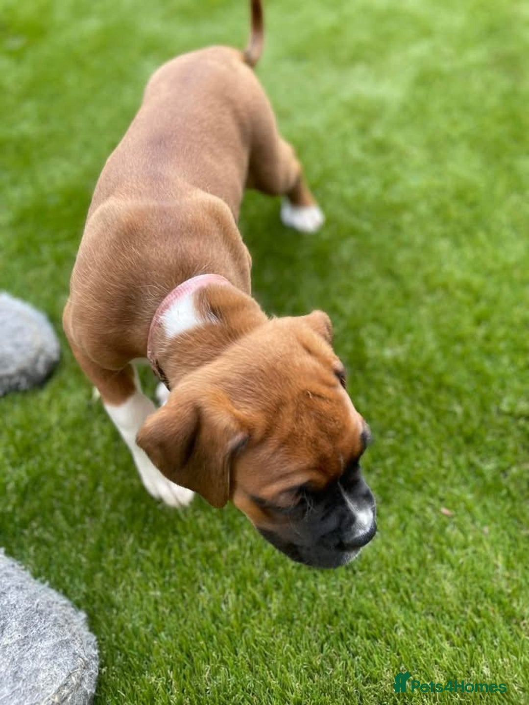 Boxer dogs for sale: A Second Chance for a Gentle Boxer - Advert 12