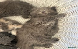 Ragdoll cats for sale: Gorgeous half pedigree Ragdoll kittens - Image 4