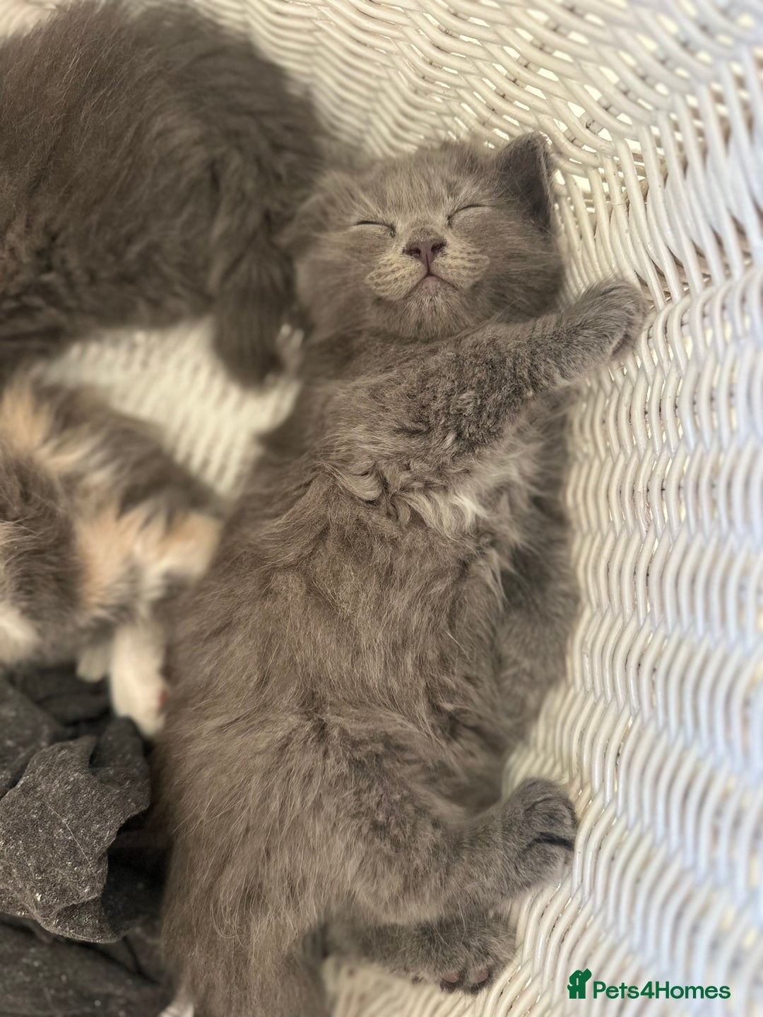 Ragdoll cats for sale: Gorgeous half pedigree Ragdoll kittens - Image 4